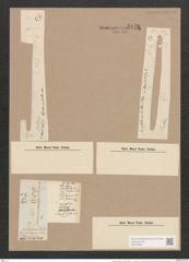 Synedra pulchella var. smithii (Ralfs). V. H. (de-Toni-Nr.: Genus 66, Species 2582) Zeichnungen Sammlung Grunow Nr. 5170 (NHMW-BOT-W0373494)